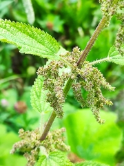 Urtica galeopsifolia