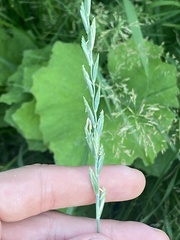 Elymus repens