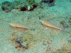 Valenciennea puellaris