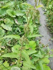 Urtica galeopsifolia