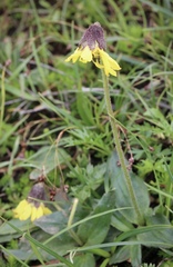 Arnica griscomii
