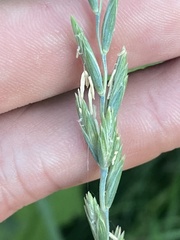 Elymus repens
