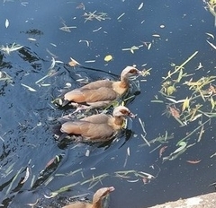 Alopochen aegyptiaca