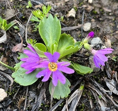 Primula cuneifolia