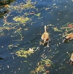 Alopochen aegyptiaca