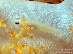 Pleurosicya boldinghi