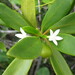 Cyclophyllum guillauminianum - Photo (c) amouly,  זכויות יוצרים חלקיות (CC BY-NC)
