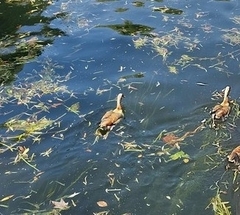 Alopochen aegyptiaca