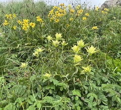 Castilleja unalaschcensis