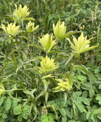 Castilleja unalaschcensis
