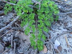 Cynorhiza typica