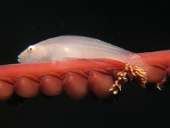 Boldingh's Ghostgoby photo 2