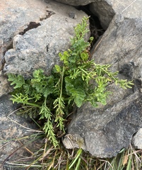 Cryptogramma acrostichoides