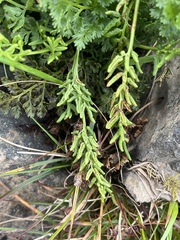 Cryptogramma acrostichoides
