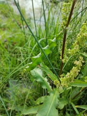 Rumex