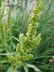 Rumex