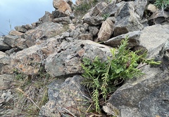 Cryptogramma acrostichoides