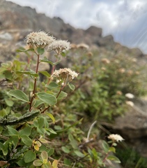 Spiraea stevenii