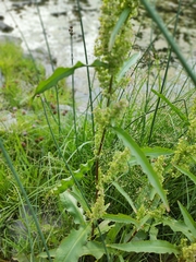 Rumex