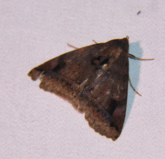 Celiptera helvina