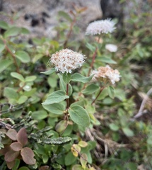 Spiraea stevenii
