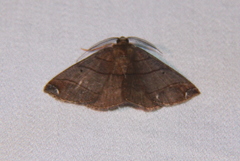 Thysanopyga abdominaria