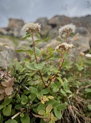 Spiraea stevenii