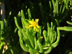 Senecio sarcoides
