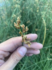 Schoenoplectus lacustris