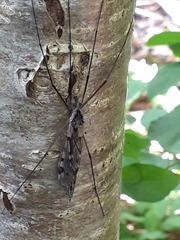 Tipula metacomet
