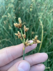 Schoenoplectus lacustris