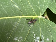 Tenthredo mandibularis