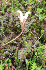 Pedicularis capitata