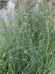 Schoenoplectus lacustris