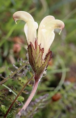 Pedicularis capitata