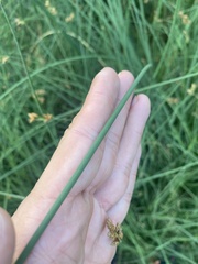 Schoenoplectus lacustris