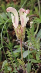 Pedicularis capitata