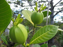 Gardenia aubryi