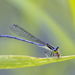 Forktails - Photo (c) Dave McShaffrey, some rights reserved (CC BY-NC)
