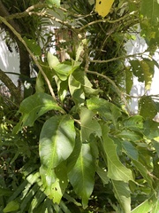 Brugmansia suaveolens