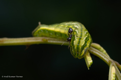 Surendra quercetorum