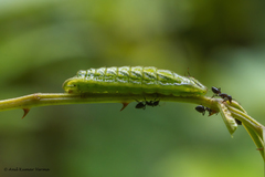 Surendra quercetorum