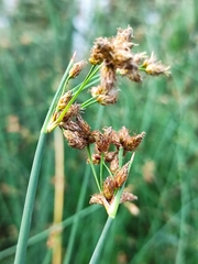 Schoenoplectus lacustris