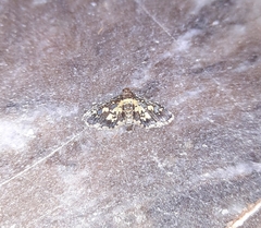 Eurrhyparodes bracteolalis