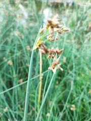 Schoenoplectus lacustris