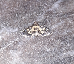 Eurrhyparodes bracteolalis