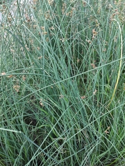 Schoenoplectus lacustris