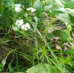 Achillea impatiens