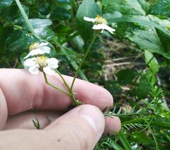 Achillea impatiens