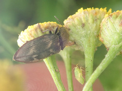 Prosternon tessellatum